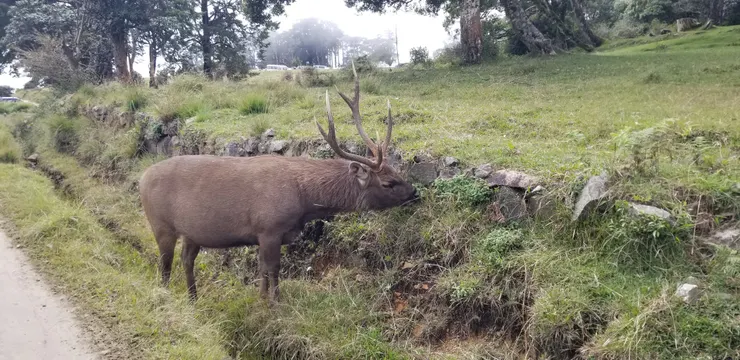 有沒有聖誕老人走失鹿啊？