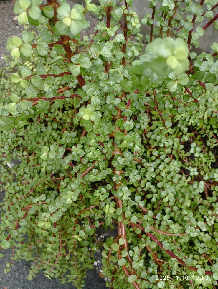 樹馬齒莧又名銀杏木