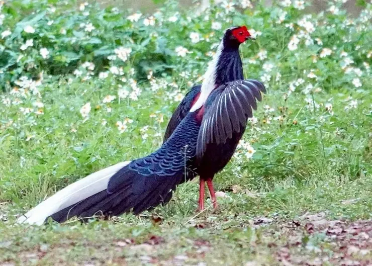 圖09 在自然教育中心的廣場上看見藍腹鷴(曹盛德攝)