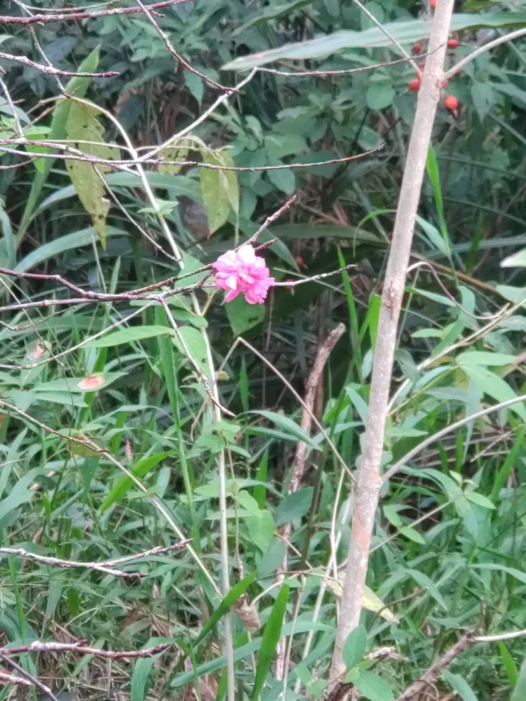 季節錯亂開花的山櫻花