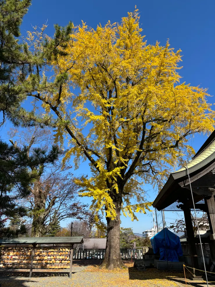 阿蘇神社銀杏樹
