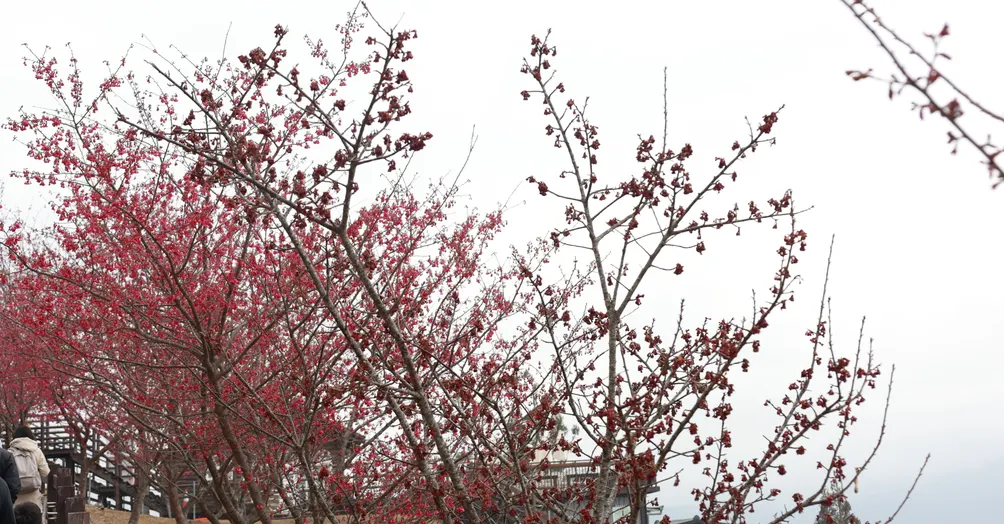 cookie canon 的沙龍