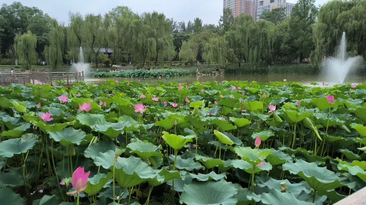 西安興慶公園荷花池 @作者拍攝202307
