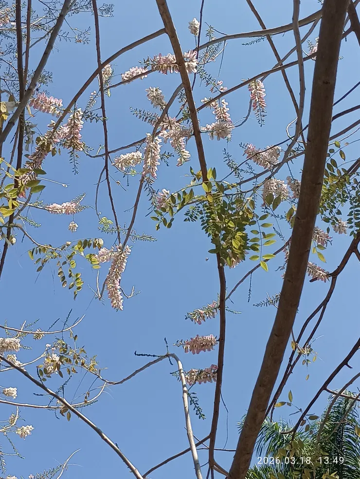 活色生香南洋櫻