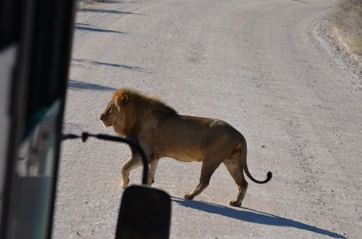 獅子王難得露面