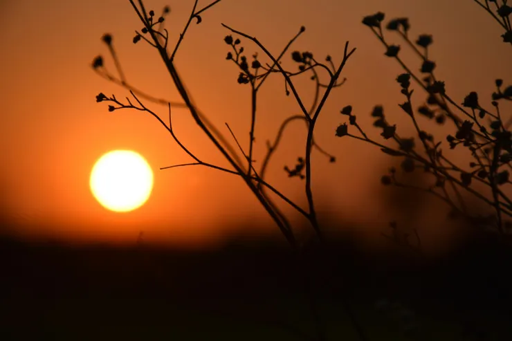 Photo by Srinivas JD on Unsplash