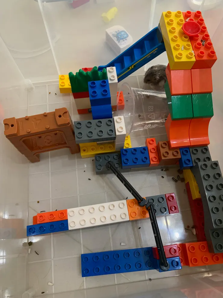 茶茶在角落洗臉。