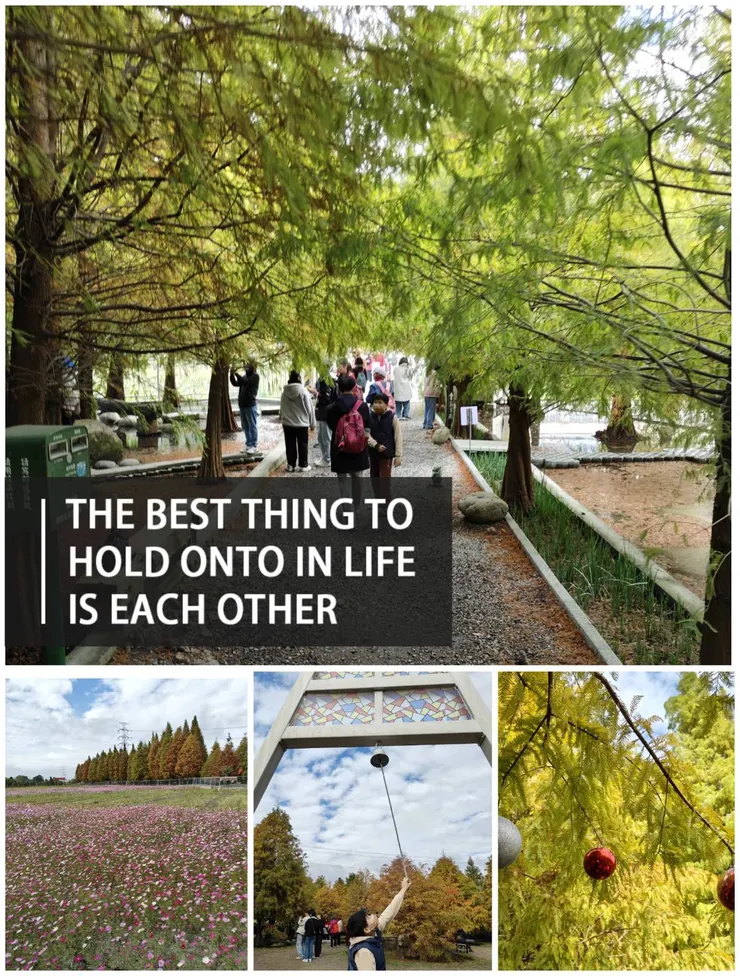 位於平地又美麗的落羽松林