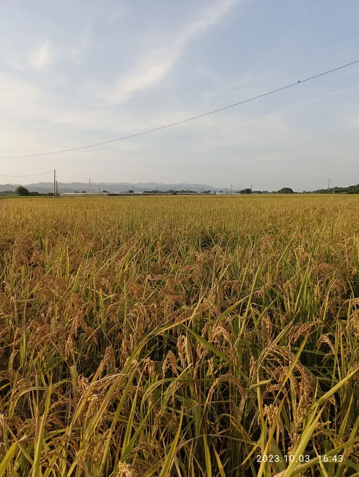 散策高屏溪堤岸，眼遇金黃秋稻迤邐，自拍攝