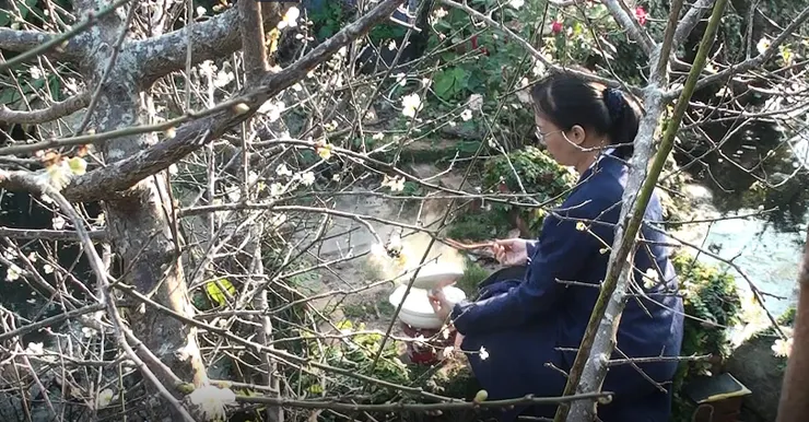 在自家梅花林下煮梅花粥