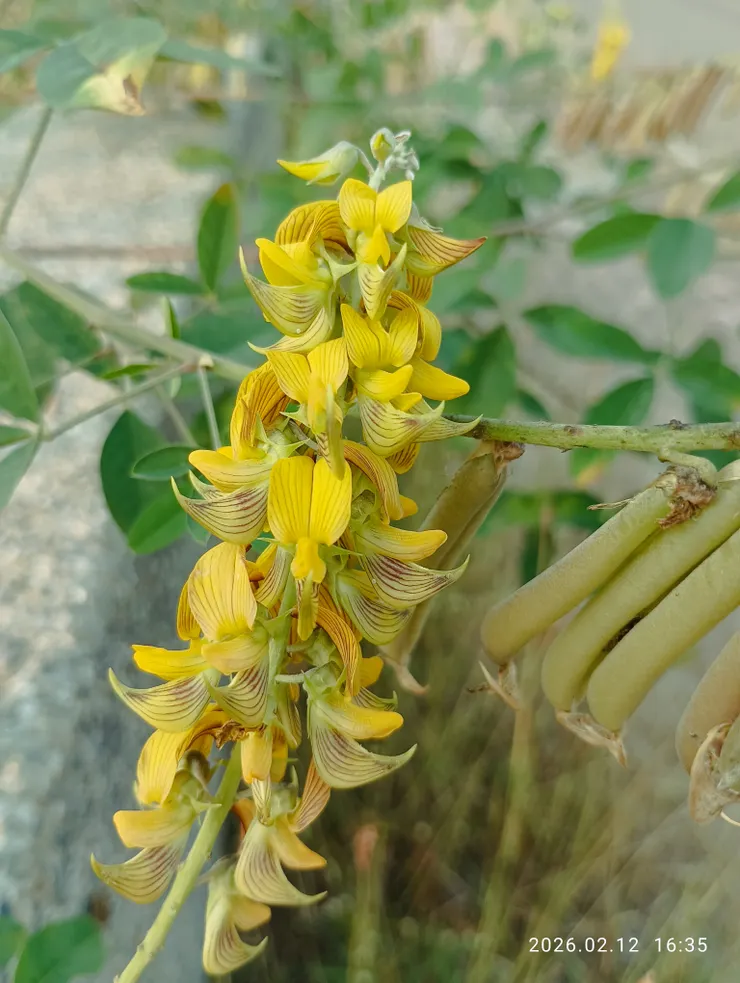 野地草原常見她，花美名俗呀！“豬屎豆”真委屈她了！
