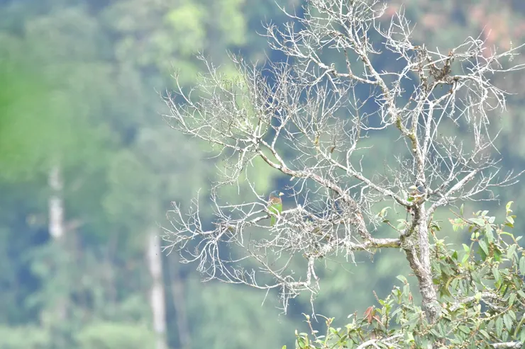 第二營地看到的大擬啄木鳥