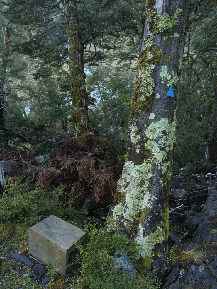 紐西蘭步道上的三角型標誌有橘、粉、與藍色三種，其中唯有橘色是指引健行者行走的路徑，藍色則是陷阱線。