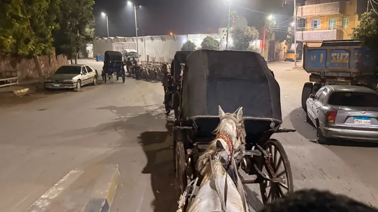 羊群也上馬路了，馬車一輛一輛準備超車。