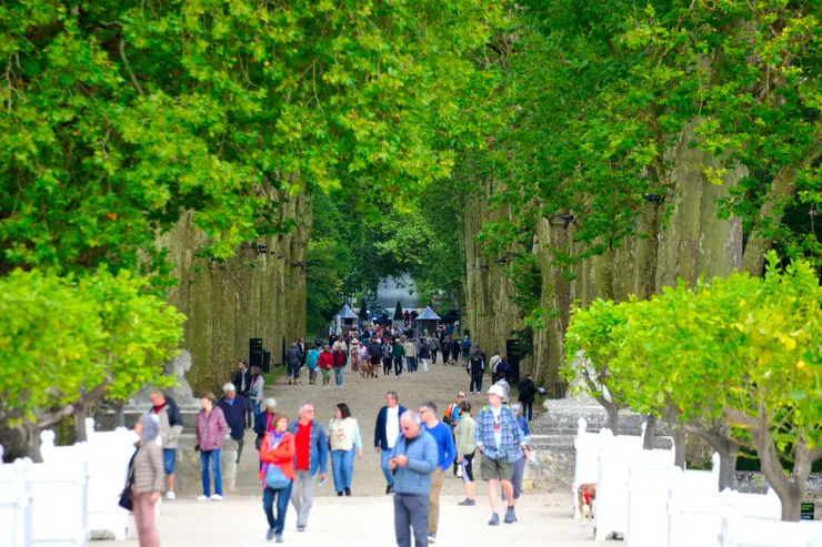 【參天梧桐夾道引來客古堡朝聖!從舍農索正門回顧梧桐參道。】