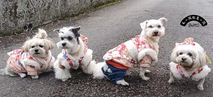 犬類行為學 / 散步指南