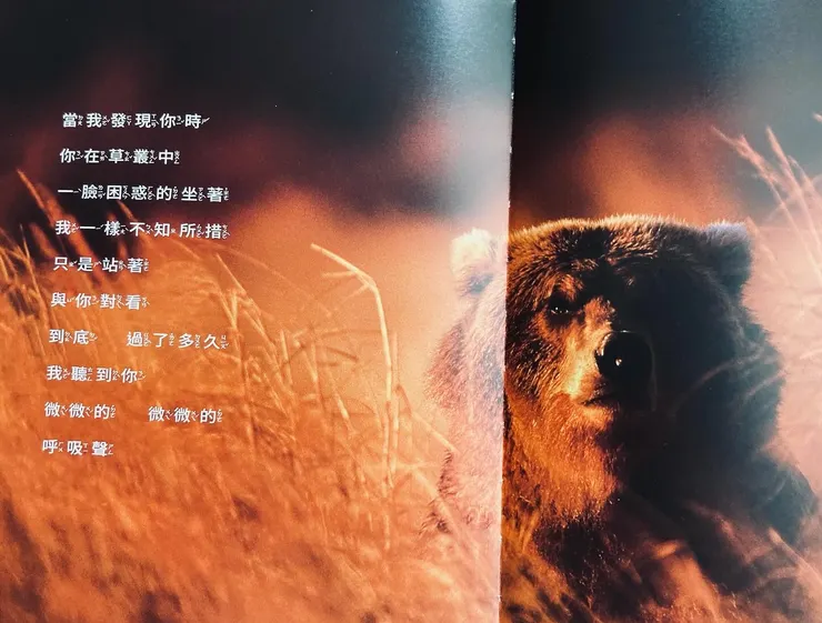 不帶槍的攝影師,與熊凝視時的不知所措。