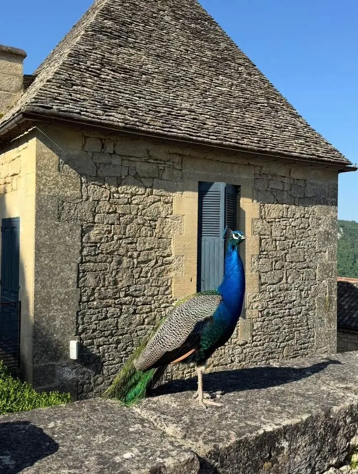 園𥚃有很多隻孔雀