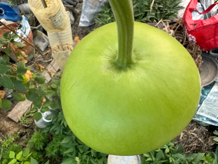 由上往下看，吼吼吼，是不是很帥氣!