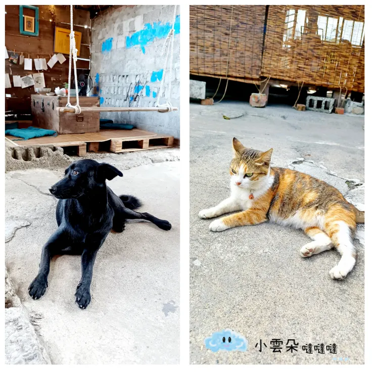 會怕孩子的貓咪和黑狗初一