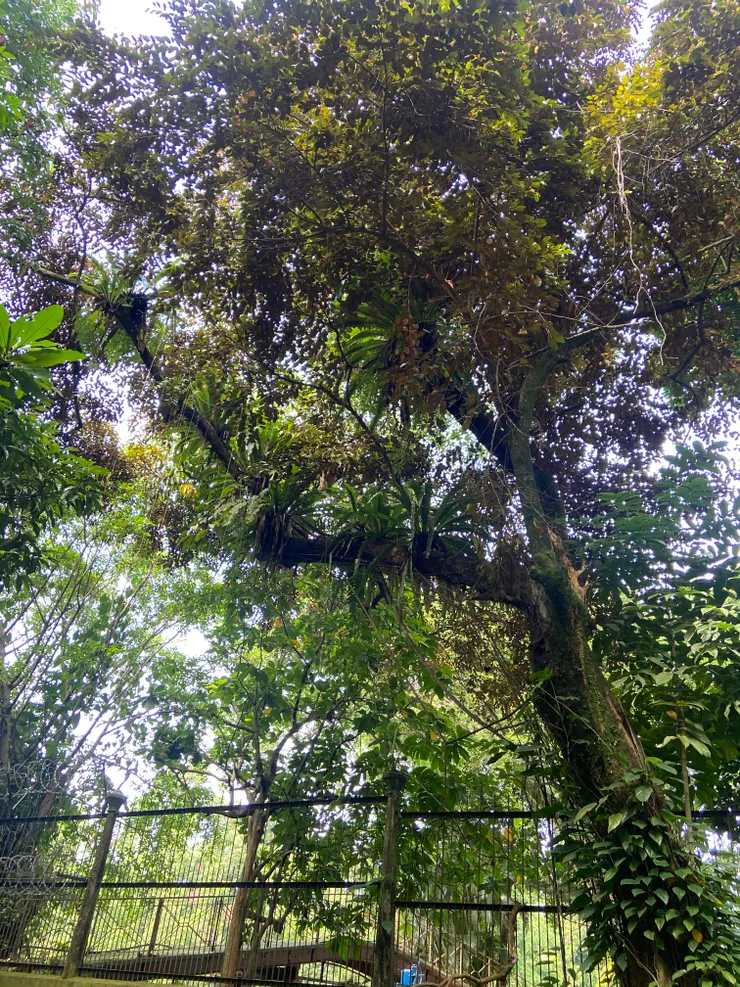 Sawo Duren 金星果，有機會想嘗試看看。