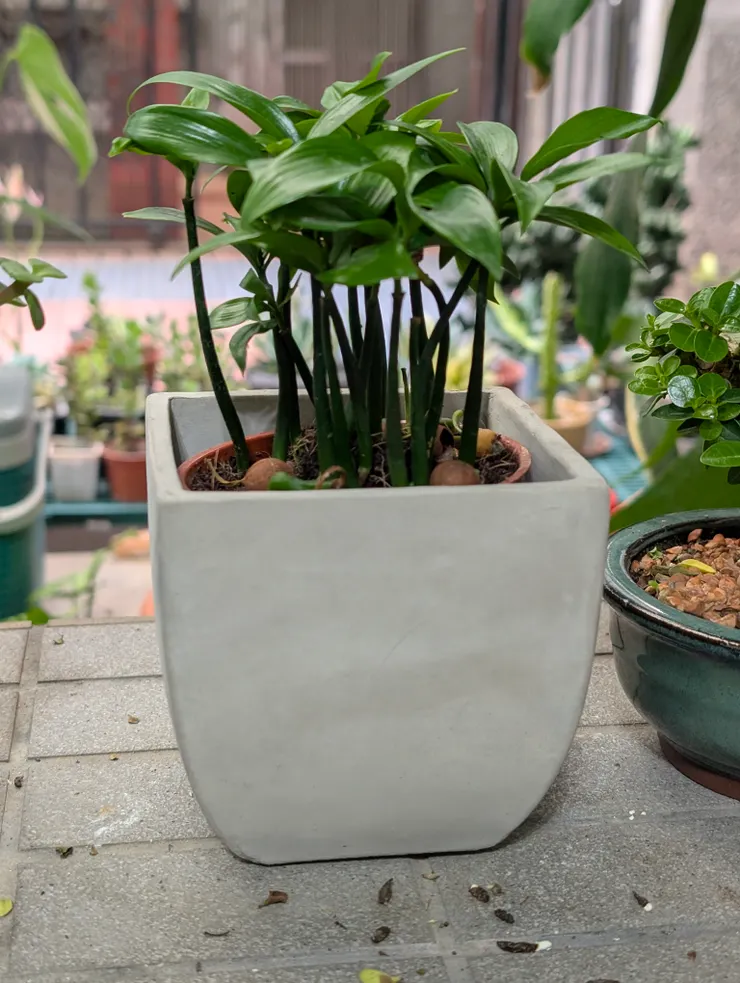 竹柏，盆太大了，先放著以後再換