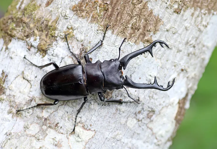 © 昆虫学liuye 的觀察紀錄