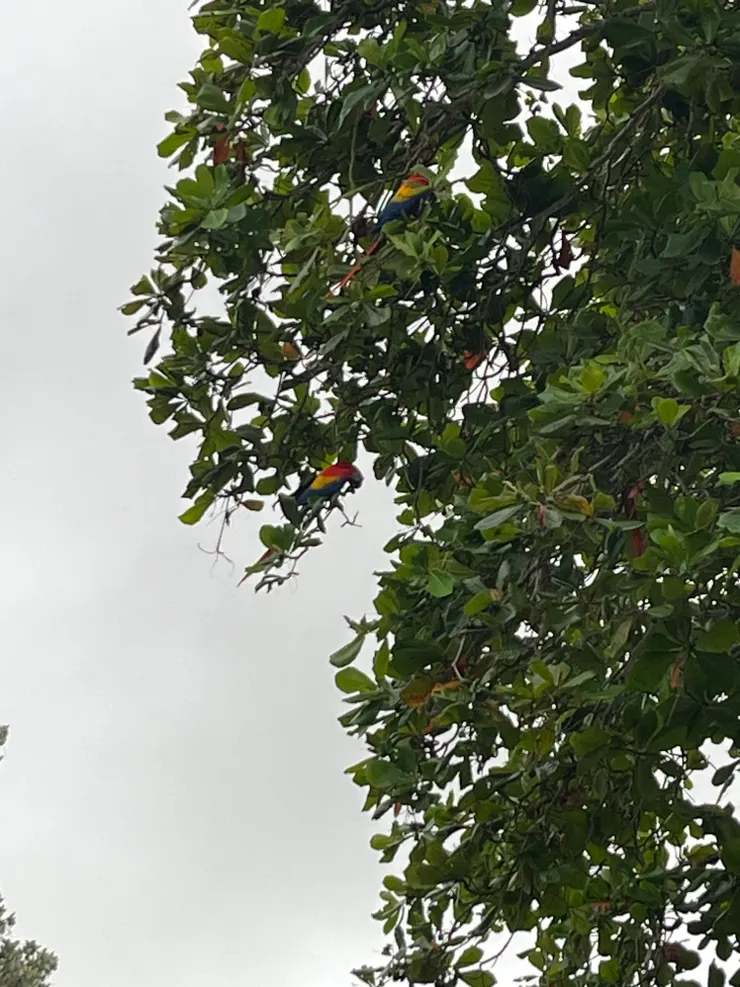 吵鬧的金剛鸚鵡