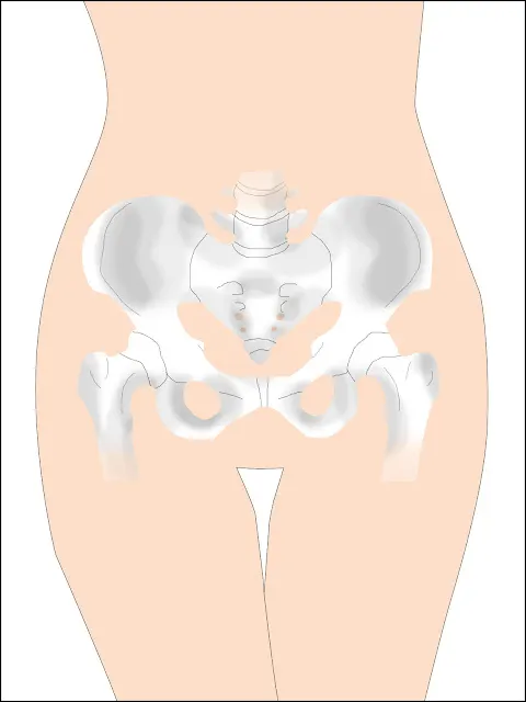 圖2:平均來說,成年女性的骨盆比成年男性更大,目的是利於生育。