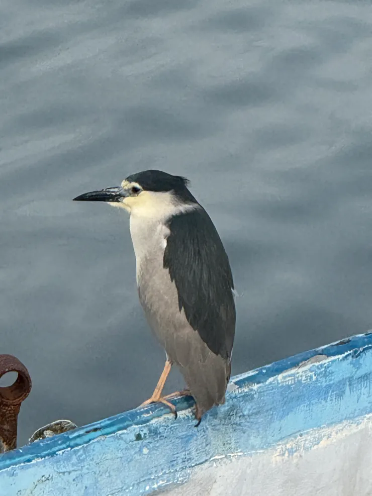 2026/05/03 站在船上的鳥