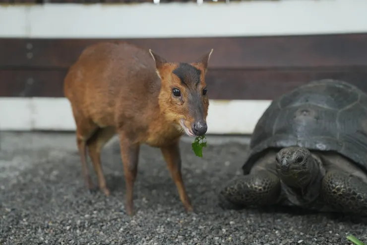 貪吃可愛的台灣山羌。(攝影/曾耀玄)