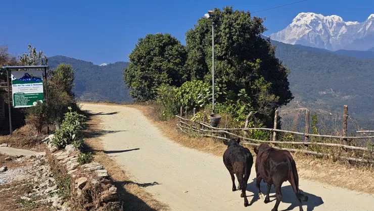 差點被牛撞..路上巧遇亂走的牛 