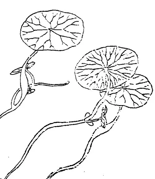 (清代)《植物名實圖考》第十八卷．蓴