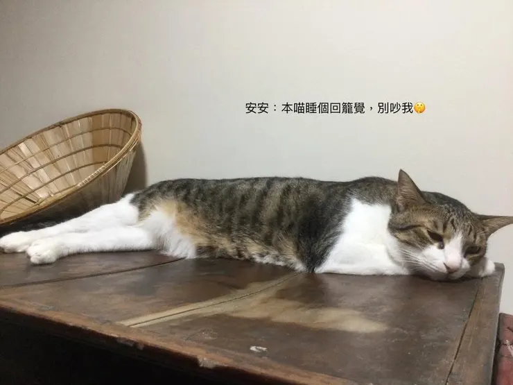 安安:我繼續睡覺...