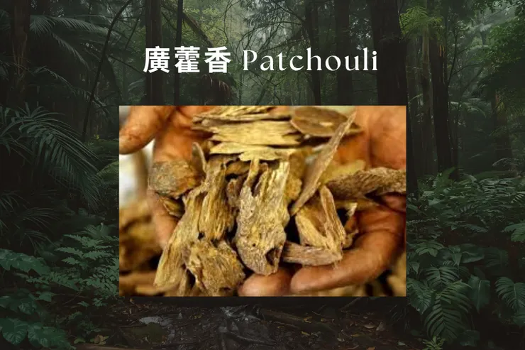 廣藿香 Patchouli —— 乾燥木香、自然層次