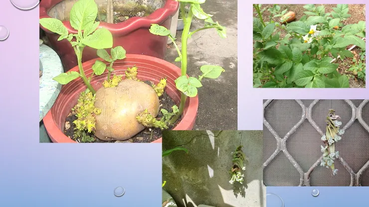 馬鈴薯和石蓮花可以採用空氣誘根