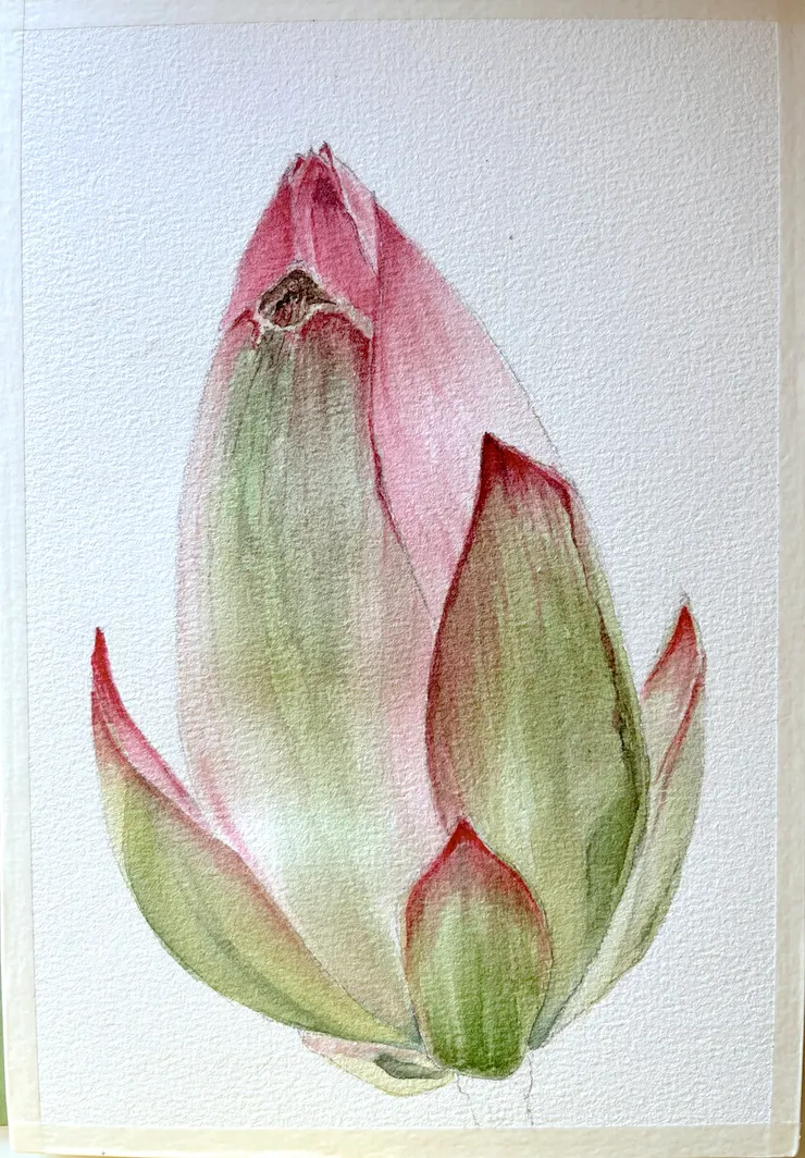 圖 YHCC@水彩練習, AUG2023 W36荷花苞