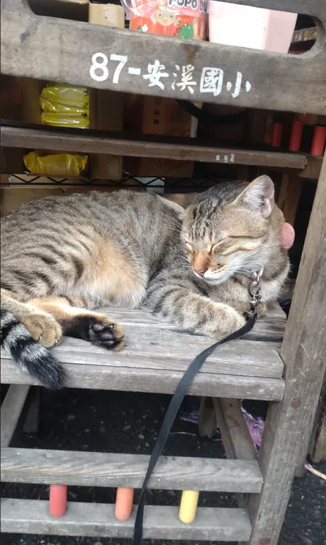 牠就這樣睡  入定似的  無礙於身邊過客不斷  車流不絕  