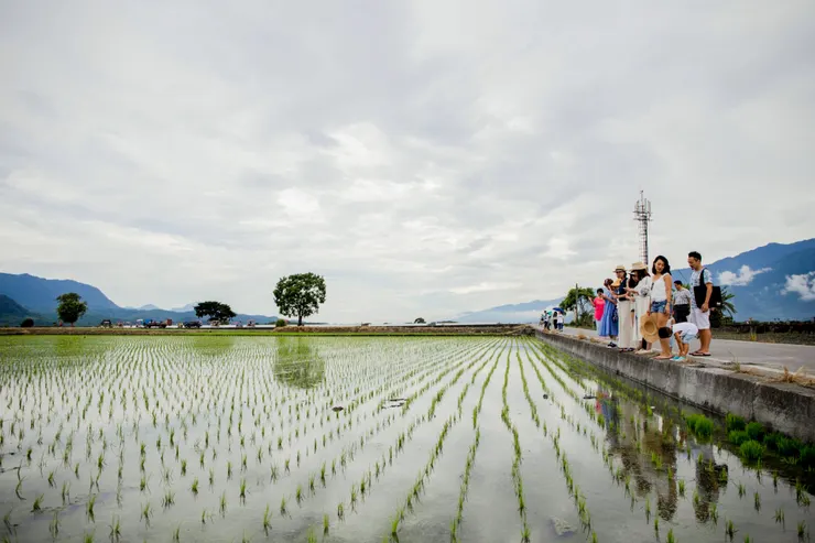 伯朗大道範圍很大，可以租腳踏車逛逛，不論是來看稻浪還是幼苗，藍天或白雲都很好拍。