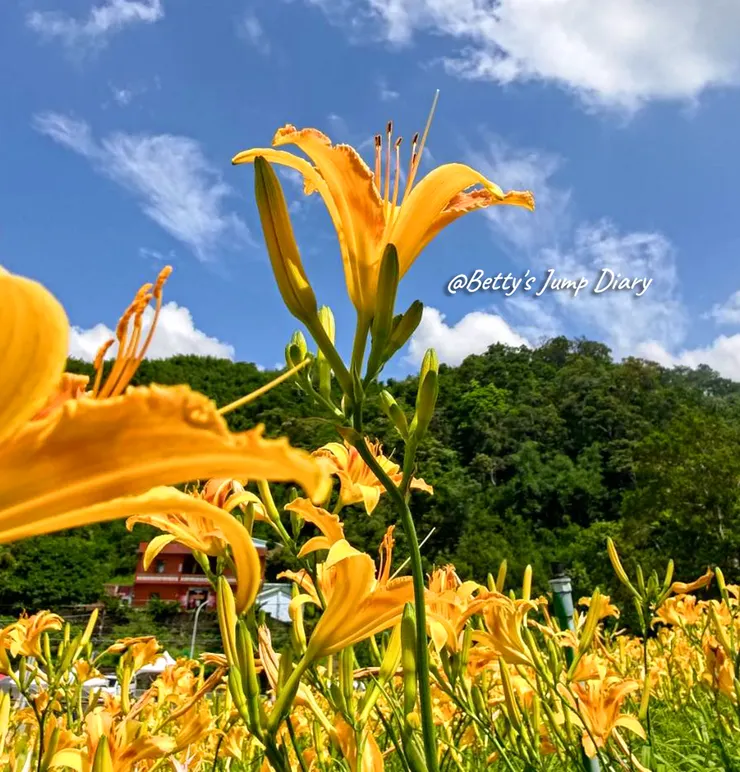 ▲2025花現台七「桃園繡球金針農遊趣」/ 圖片來源：Betty's Jump Diary