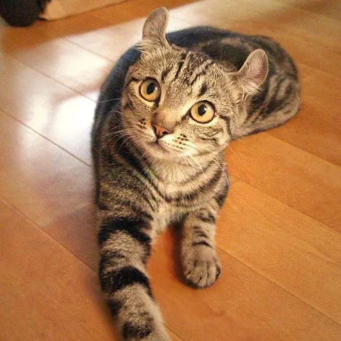 American Curl Shorthair