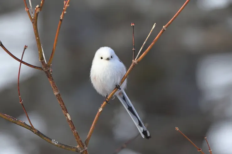 這是若狹老師拍攝到的銀喉長尾山雀(シマエナガ)，據說有許多的周邊商品上頭所用的照片，就是他拍攝的唷(果不其然，某天我才剛買完一個FILE夾，老師看完之後就默默地說:「哈，這是我拍的」/攝影:若狭政信