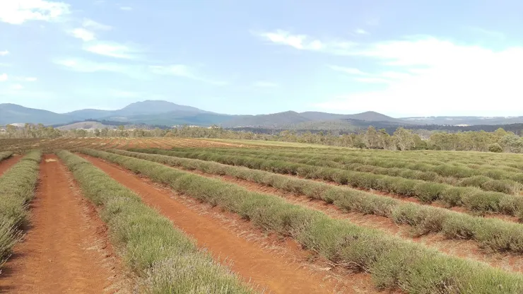 沒有花的農場，地上還有花香，有花的麻煩請GOOGLE