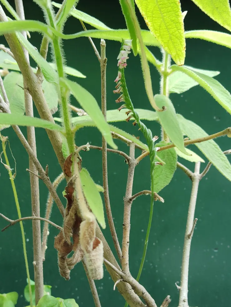 反而在旁邊的細葉紫株盆栽裡發現一串開完花的綬草花序，應該是土壤裡有適合蘭花萌芽的菌相條件....