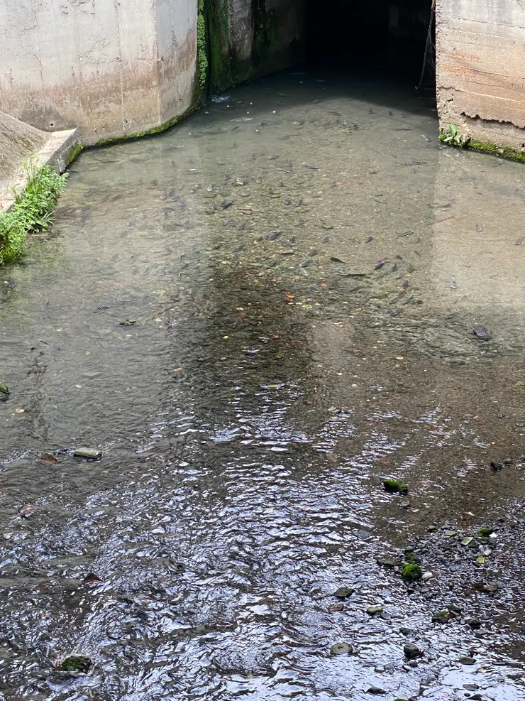 羅斯福路五段92巷萬盛溪明渠，溪水清澈，可見魚群悠游