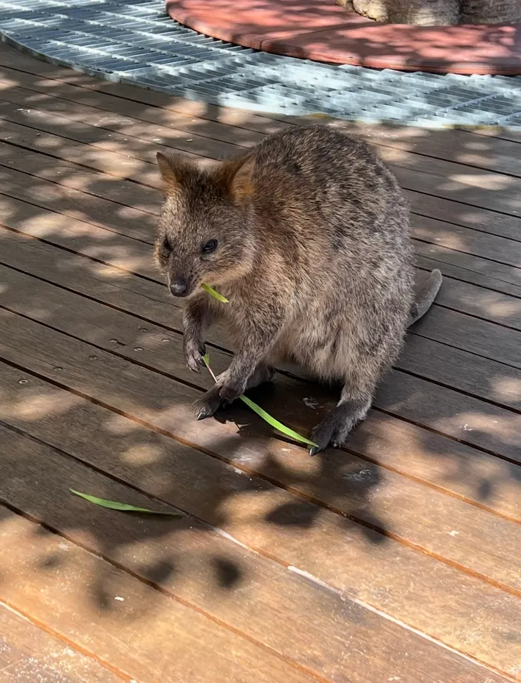 不笑的微笑老鼠