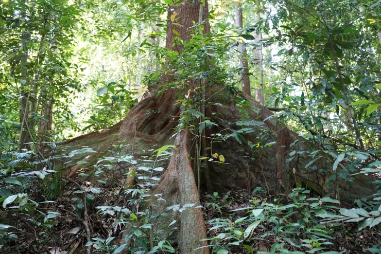 也可以看到超高聳的巨木及板根