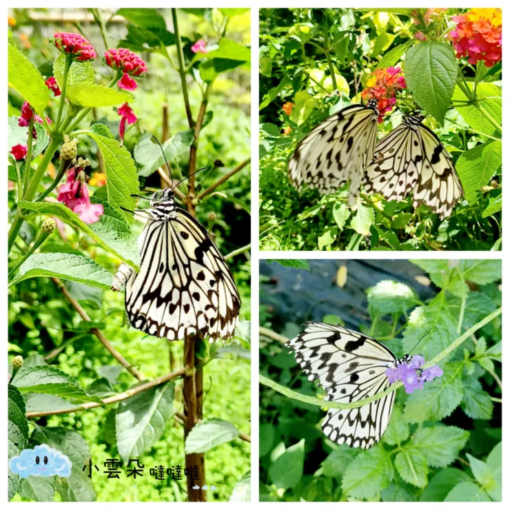 可以近距離觀察蝴蝶吸取花蜜