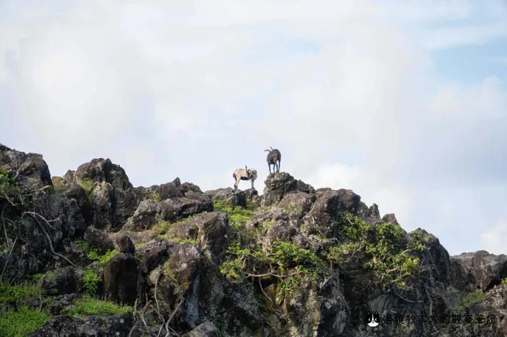 岩石上面通常會有羊!