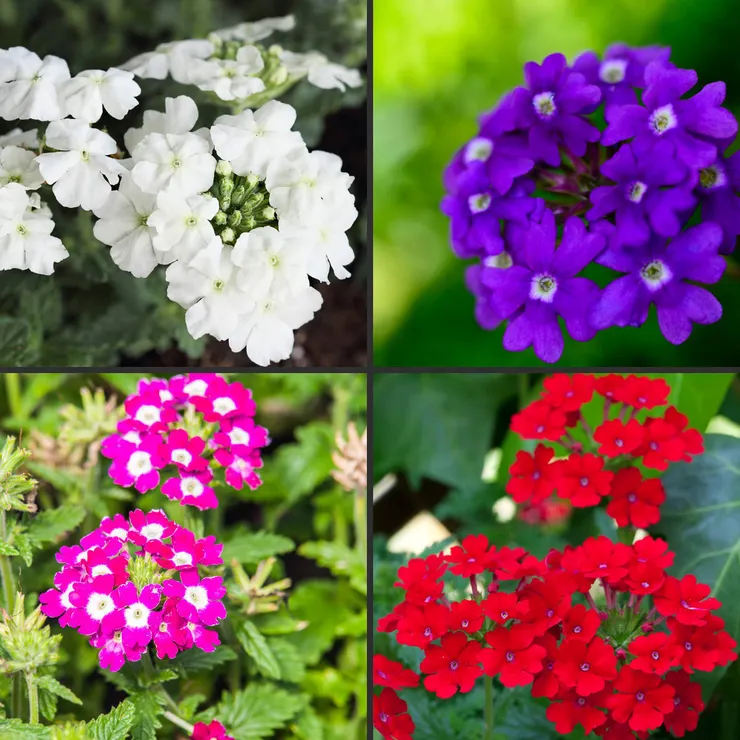 美女櫻(Glandularia)